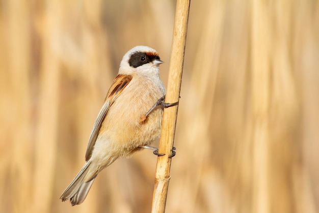 Eurasian penduline tit remiz pendulinus A bird sits on a reed stalk on a riverbank