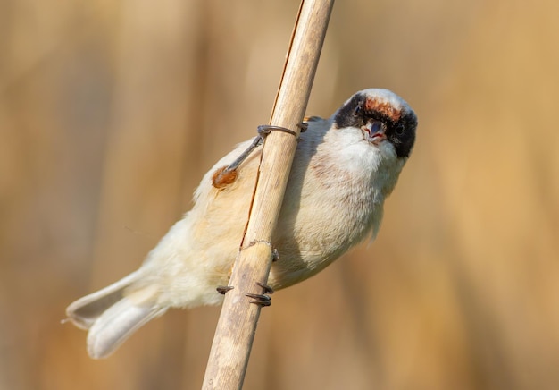 Eurasian penduline tit remiz pendulinus The male bird sings while sitting on a reed stalk