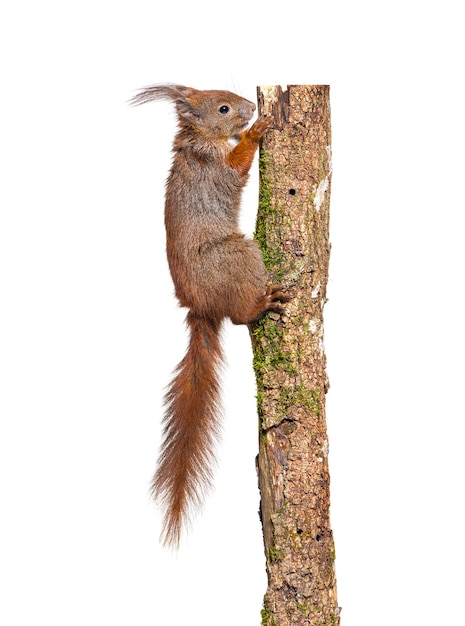 Eurasian red squirrel climbing on a tree branch