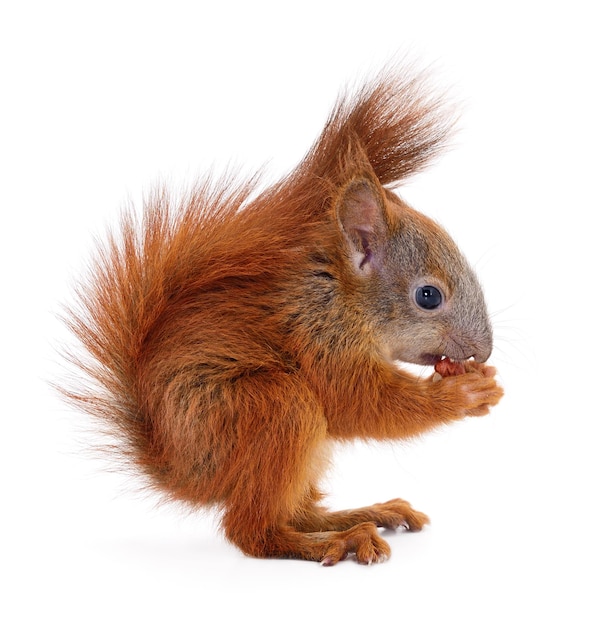 Eurasian red squirrel isolated on white background.