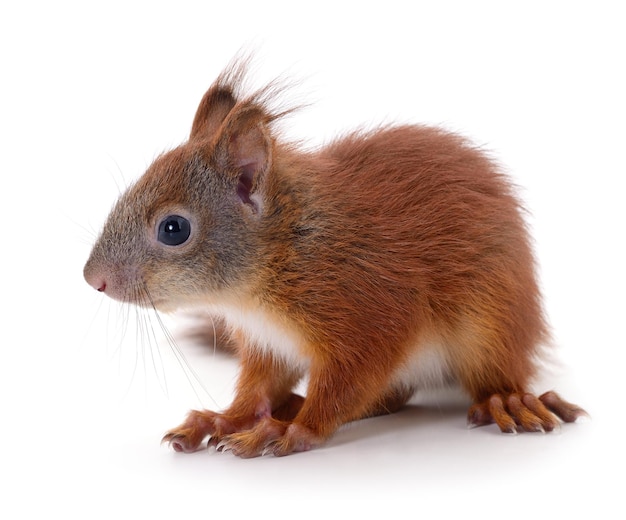 Eurasian red squirrel isolated on white background