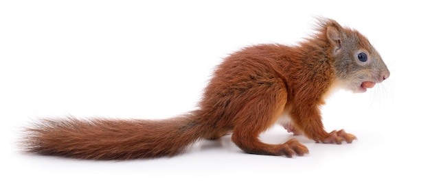 Eurasian red squirrel isolated on white background