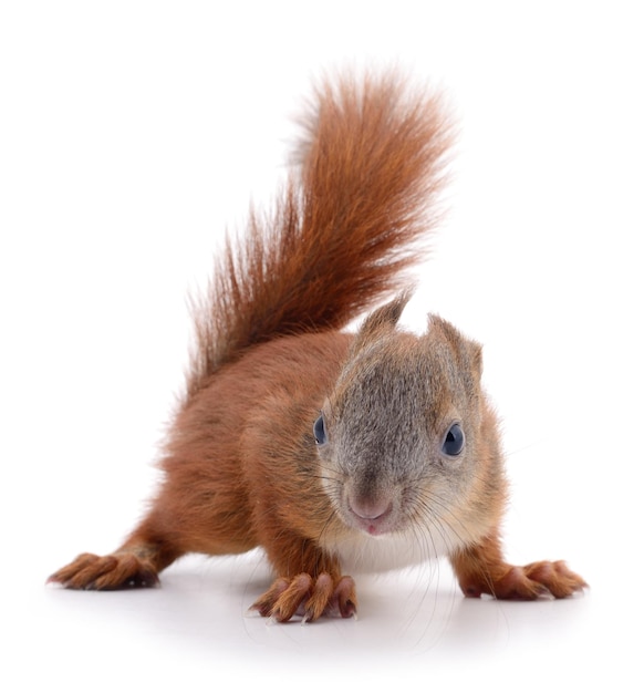 Eurasian red squirrel isolated on white background