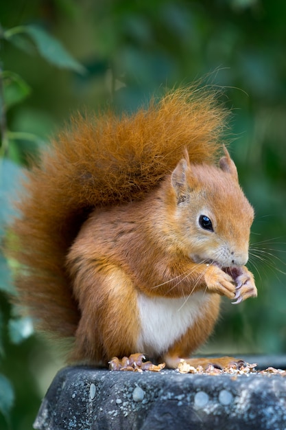 Eurasian Red Squirrel (Sciurus vulgaris) eating a nut