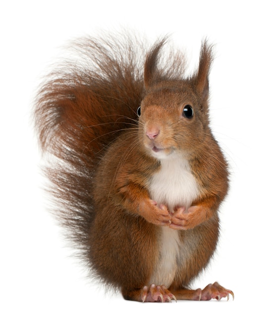 Eurasian red squirrel, Sciurus vulgaris, in front of white background