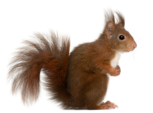 Eurasian red squirrel, Sciurus vulgaris, in front of white background