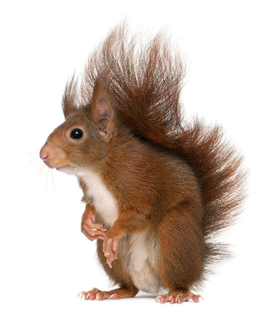 Eurasian red squirrel, Sciurus vulgaris, in front of white background