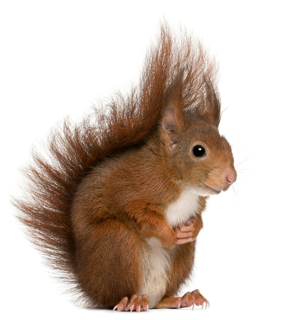 Eurasian red squirrel, Sciurus vulgaris, in front of white background