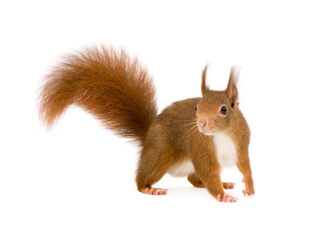 Eurasian red squirrel - Sciurus vulgaris in front on a white isolated