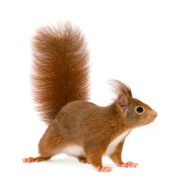 Eurasian red squirrel - Sciurus vulgaris in front on a white isolated