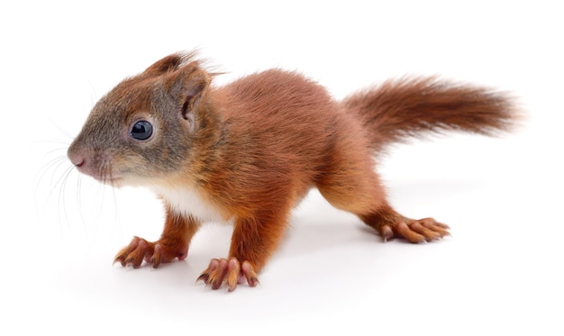 Eurasian red squirrel