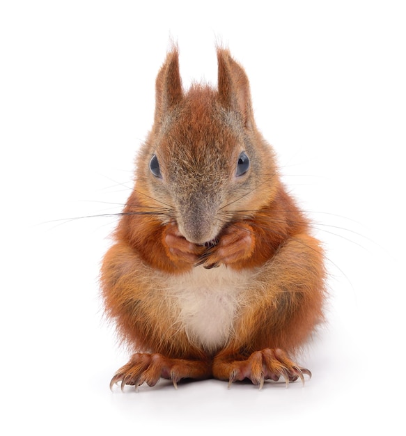 Eurasian red squirrel