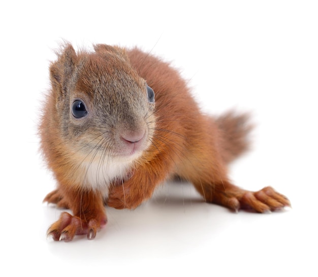 Eurasian red squirrel