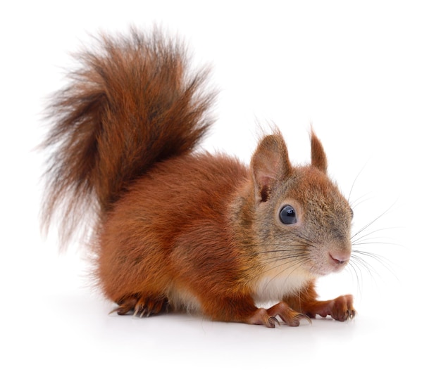 Eurasian red squirrel