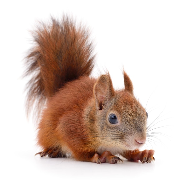 Eurasian red squirrel