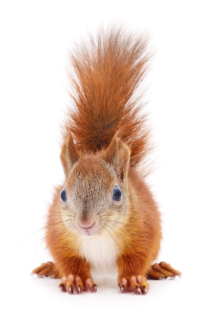 Eurasian red squirrel