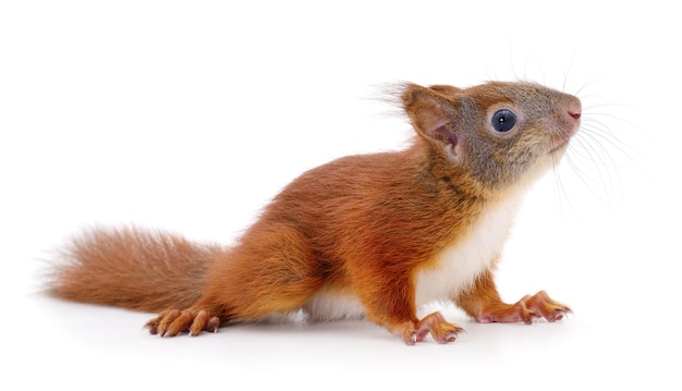 Eurasian red squirrel