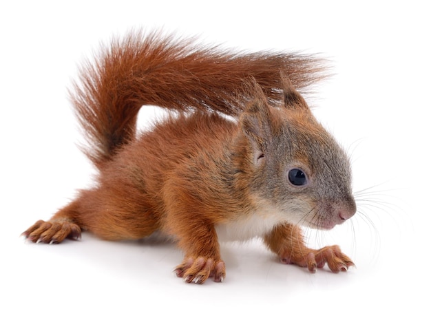 Eurasian red squirrel