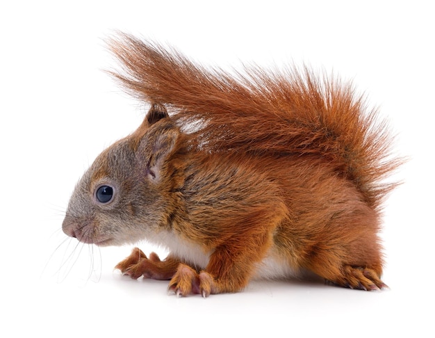 Eurasian red squirrel