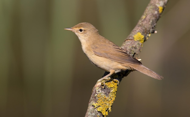 Eurasian reed warbler Acrocephalus scirpaceus Early morning a bird sits on a beautiful dry branch