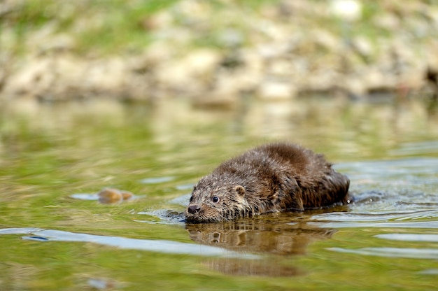 Eurasian river otter baby. Lutra lutra. Wildlife scene