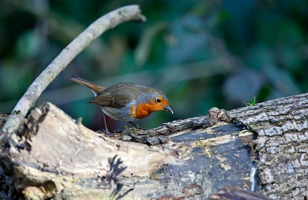 Eurasian robin foraging for insects