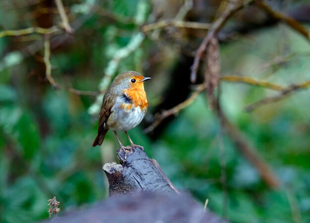 Eurasian robin perched on an old stump