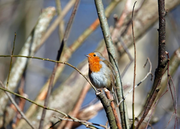 Eurasian robin perched in a tree in Spring sunshine