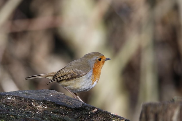 Eurasian robin perched in a tree in the woods