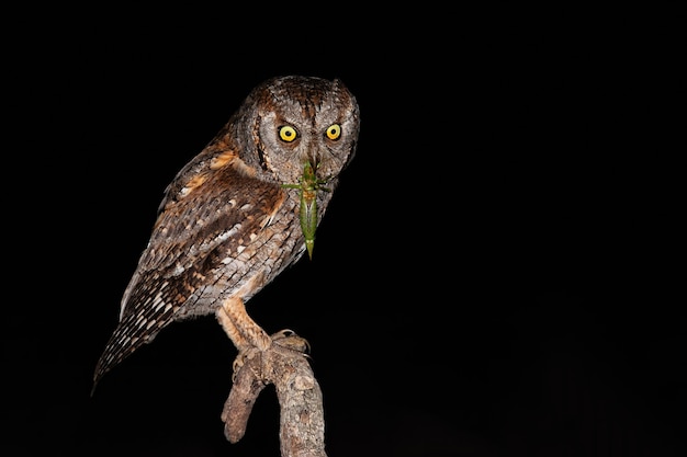 Eurasian scops owl holding green bushcricket in beak while sitting on branch