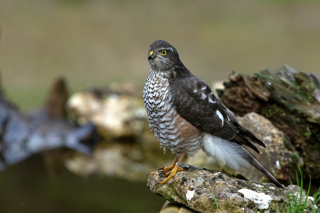 Eurasian sparrow hawk adult female in a natural pool of water with the last lights of the afternoon