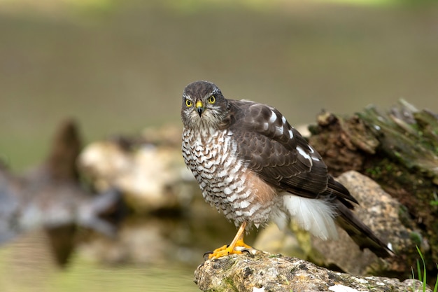 Eurasian sparrow hawk adult female in a natural water point with the last lights of the afternoon