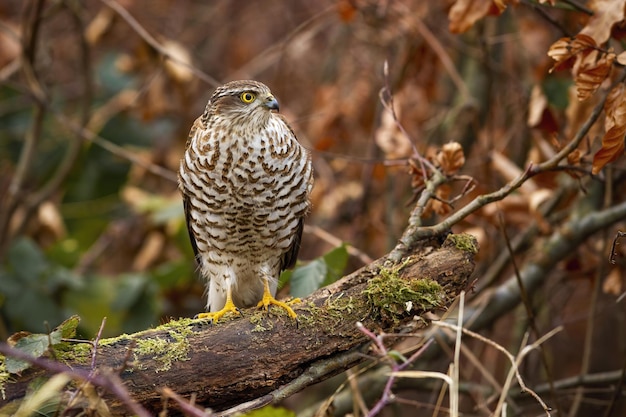 Eurasian sparrowhawk sitting on branch with green moss in autumn forest