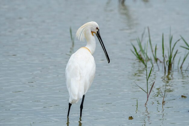 Photo the eurasian spoonbill is a large white longstriding uniquely beaked heronlike bird of the family threskiornithidae of shallow waters