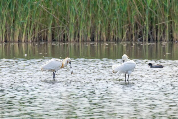 Eurasian Spoonbill pair standing in water