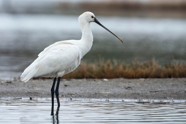 Photo eurasian spoonbill platalea leucorodia malaga spain