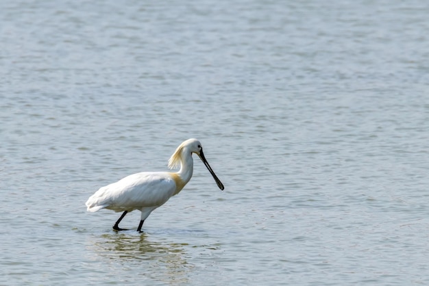 Eurasian Spoonbill standing in the shallow water (Platalea leucorodia)