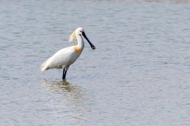 Eurasian Spoonbill standing in the shallow water (Platalea leucorodia)