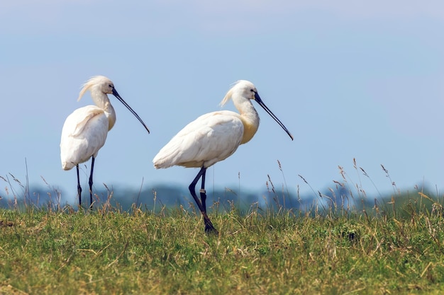 Eurasian Spoonbills (Platalea leucorodia) Common Spoonbills