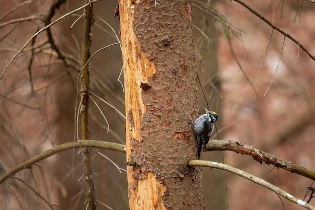 Eurasian threetoed woodpecker climbing old tree in coniferous forest