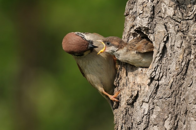 Eurasian tree sparrow breeding in a cavity of a tree in spring nature