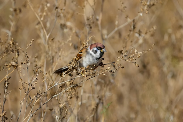 The Eurasian tree sparrow (Passer montanus) sits on a dense quinoa bush and feeds. Close-up photo from an unusual angle