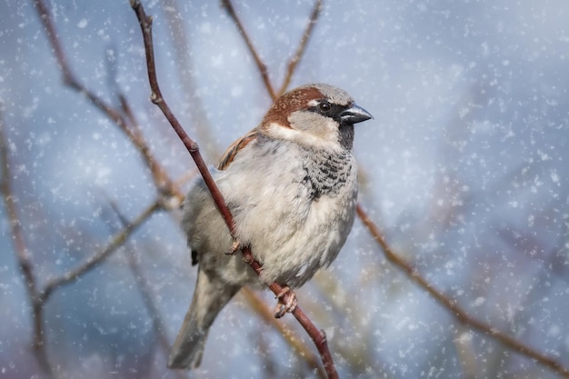 Eurasian Tree Sparrow Passer montanus sitting in a tree in winter time