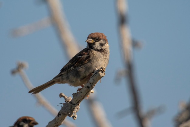 Eurasian tree sparrow (Passer montanus) Toledo, Malaga