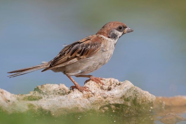 Eurasian tree sparrow (Passer montanus) Toledo, Spain