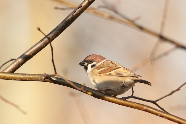 Photo eurasian tree sparrow (passer montanus) on a twig