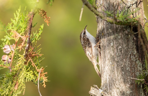 Eurasian treecreeper Certhia familiaris A bird climbing a tree looking for insects to eat