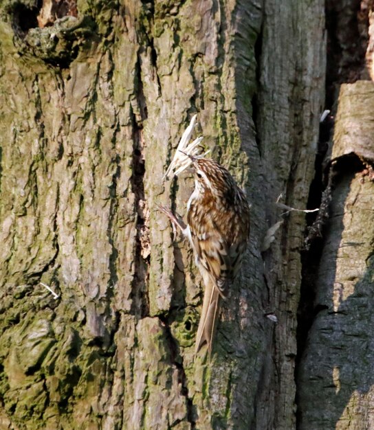 Eurasian treecreepers building a nest