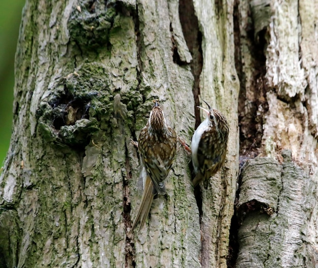 Eurasian treecreepers building a nest