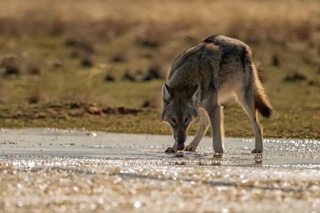 Eurasian wolf or canis lupus lupus drinks in steppe grey wolf near water